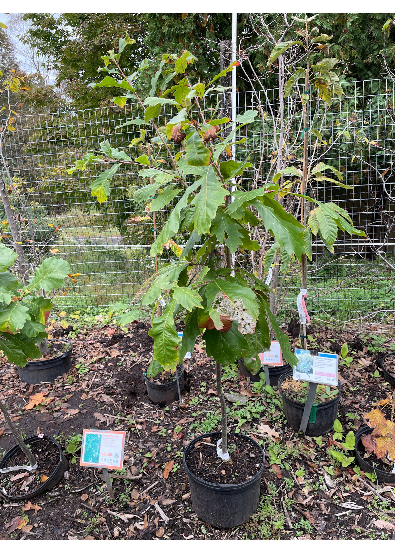 Quercus bicolor Bucks Unlimited Oak #3