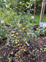 Malus sargentii, Crabapple #3