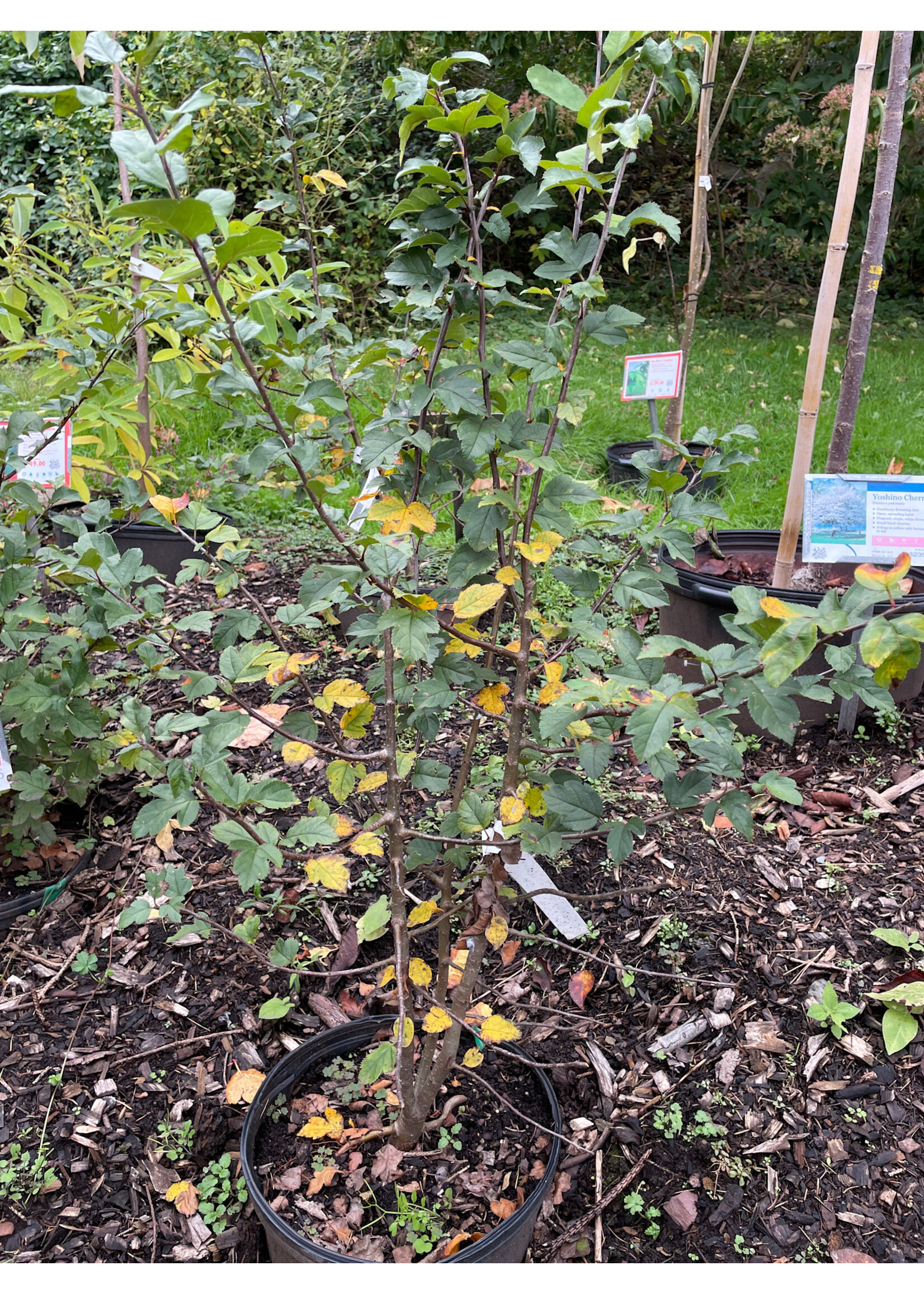 Malus sargentii, Crabapple #3