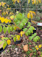Gymnocladus dioicus, Kentucky Coffee Tree #3