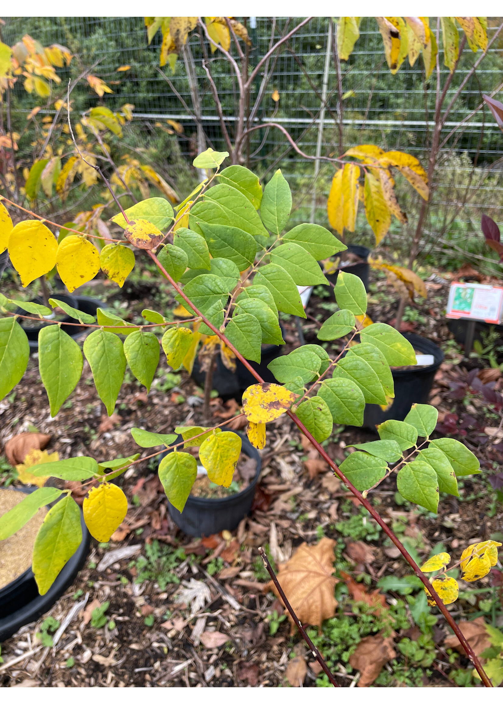 Gymnocladus dioicus, Kentucky Coffee Tree #3