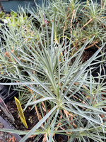 Dianthus Pinball Wizard, Pinks #1