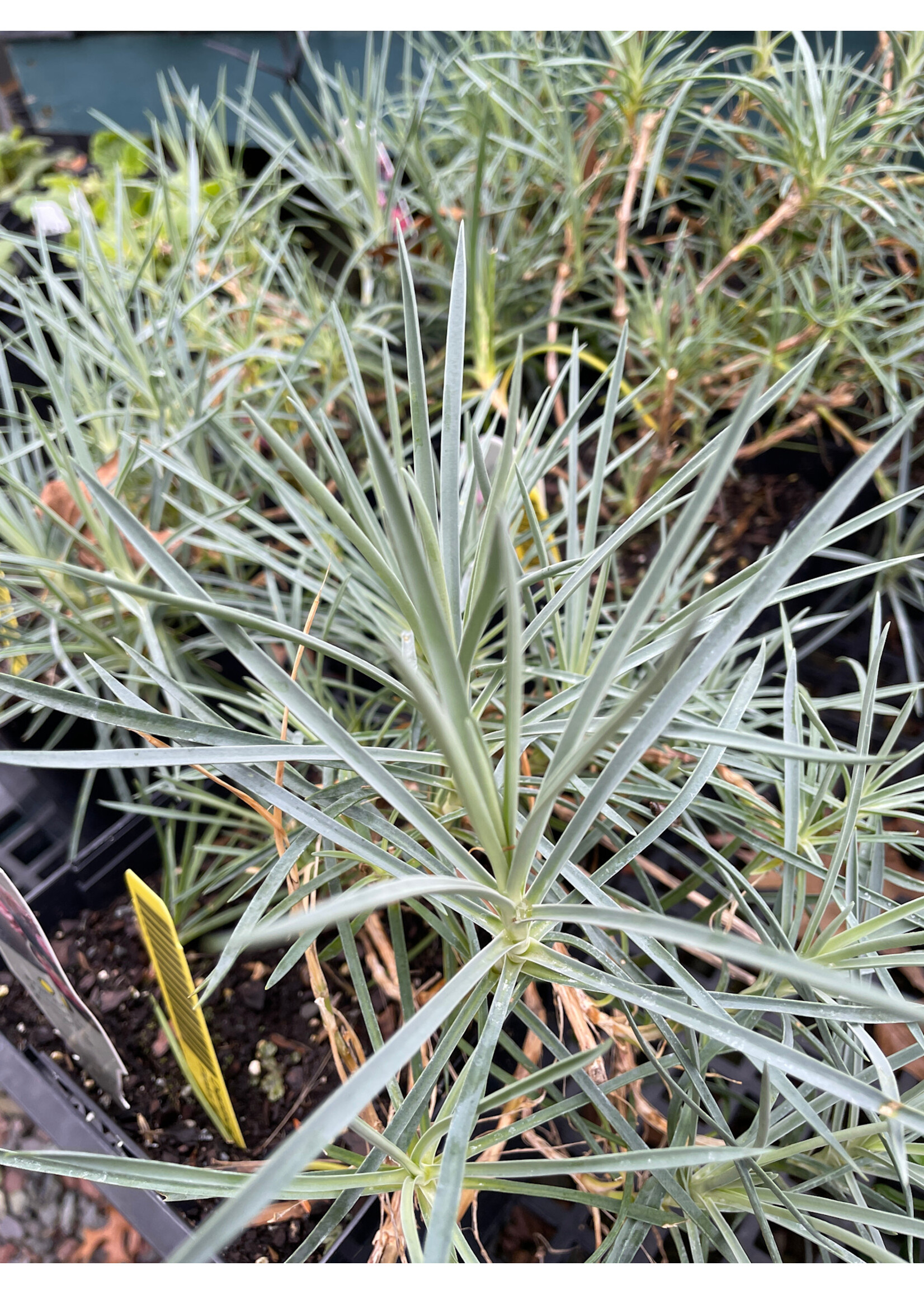 Dianthus Pinball Wizard, Pinks #1