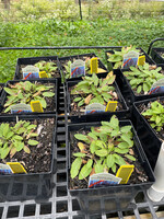Salvia Sensation Compact Deep Blue, Salvia #1