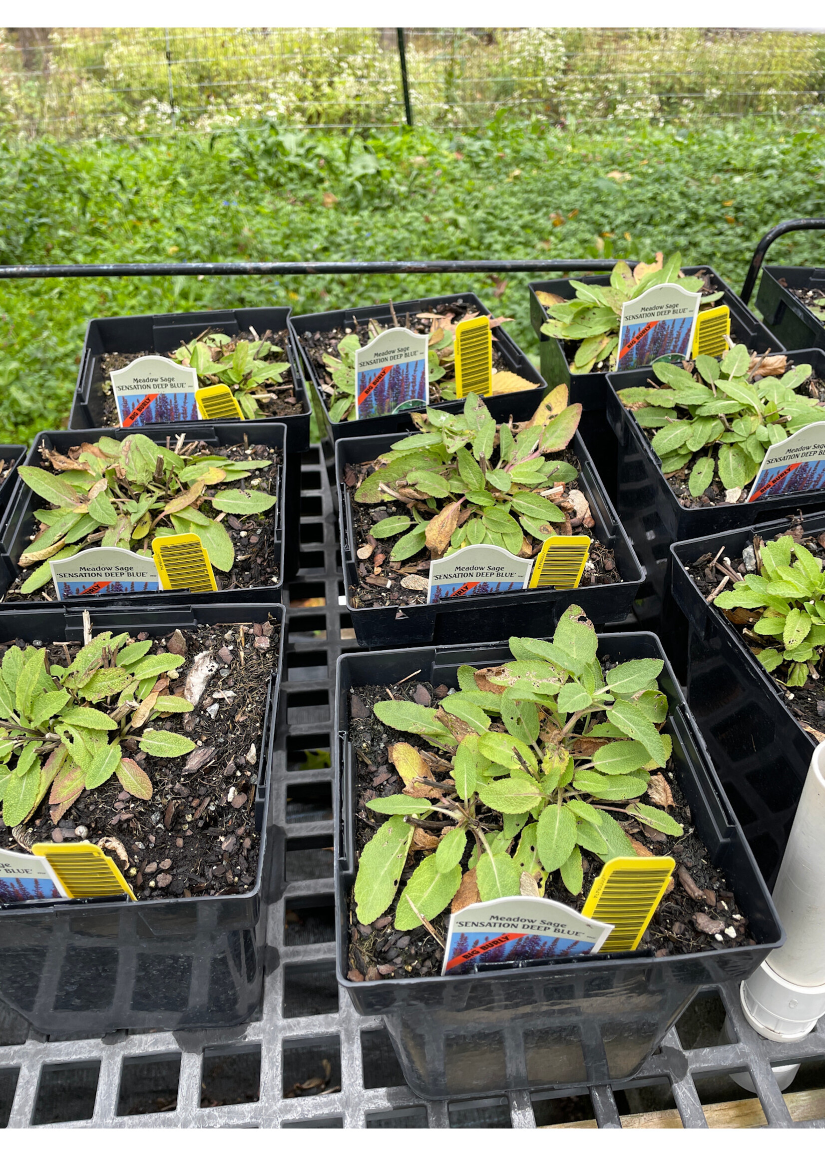 Salvia Sensation Compact Deep Blue, Salvia #1