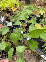 Epimedium rubrum, Red Barrenwort #1