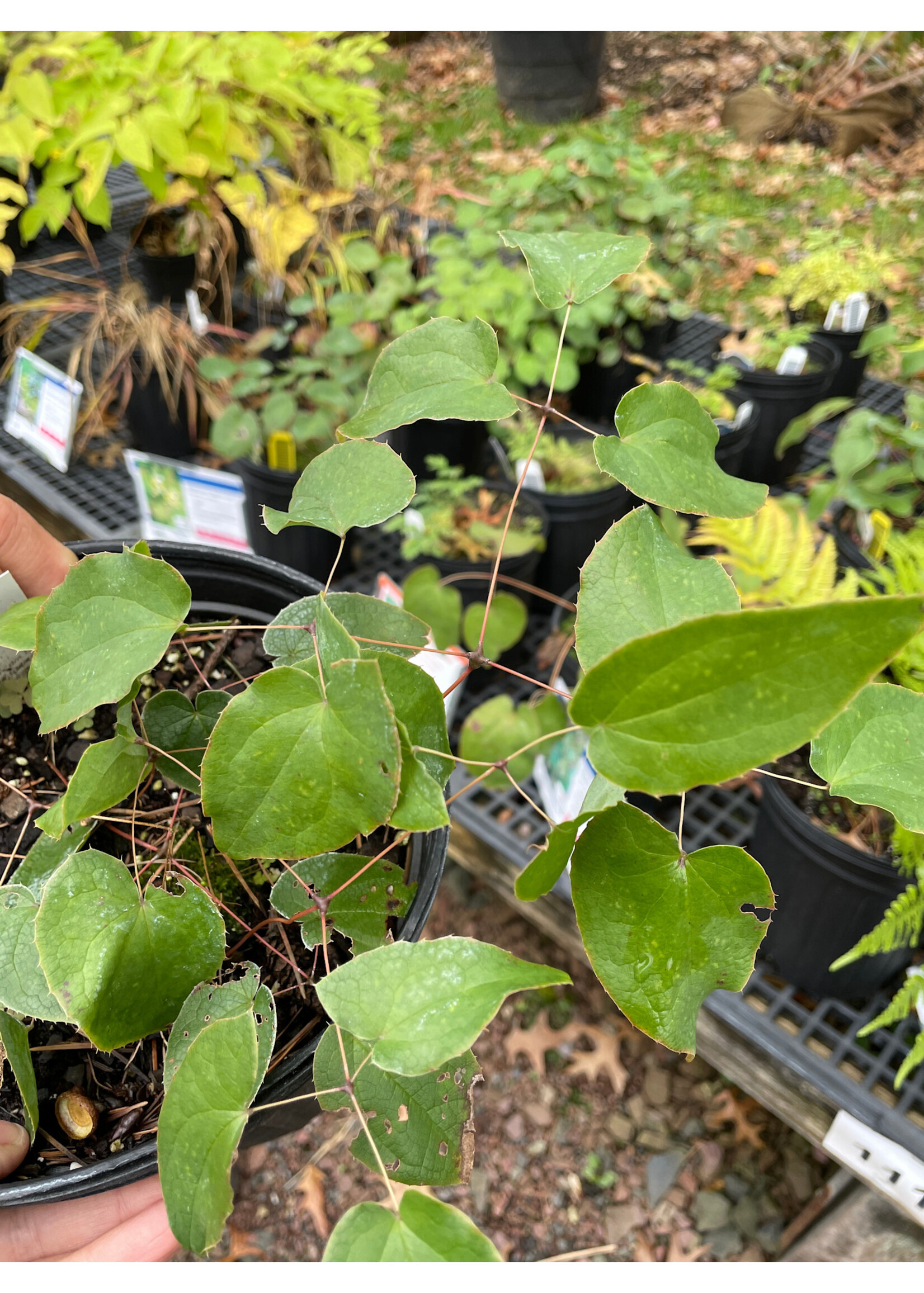 Epimedium rubrum, Red Barrenwort #1
