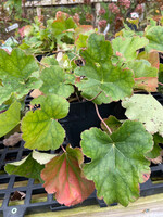 Heuchera americana, American Alum Root #1