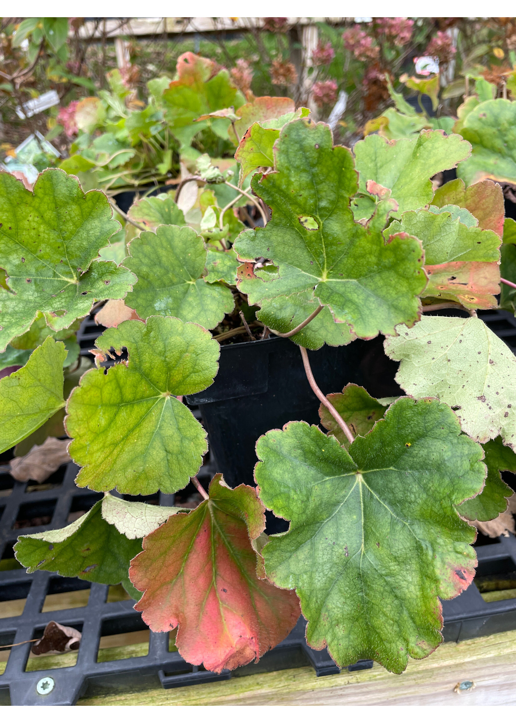 Heuchera americana, American Alum Root #1