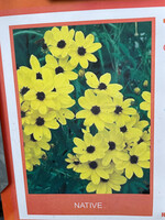 Coreopsis tripteris, Gold Standard #1