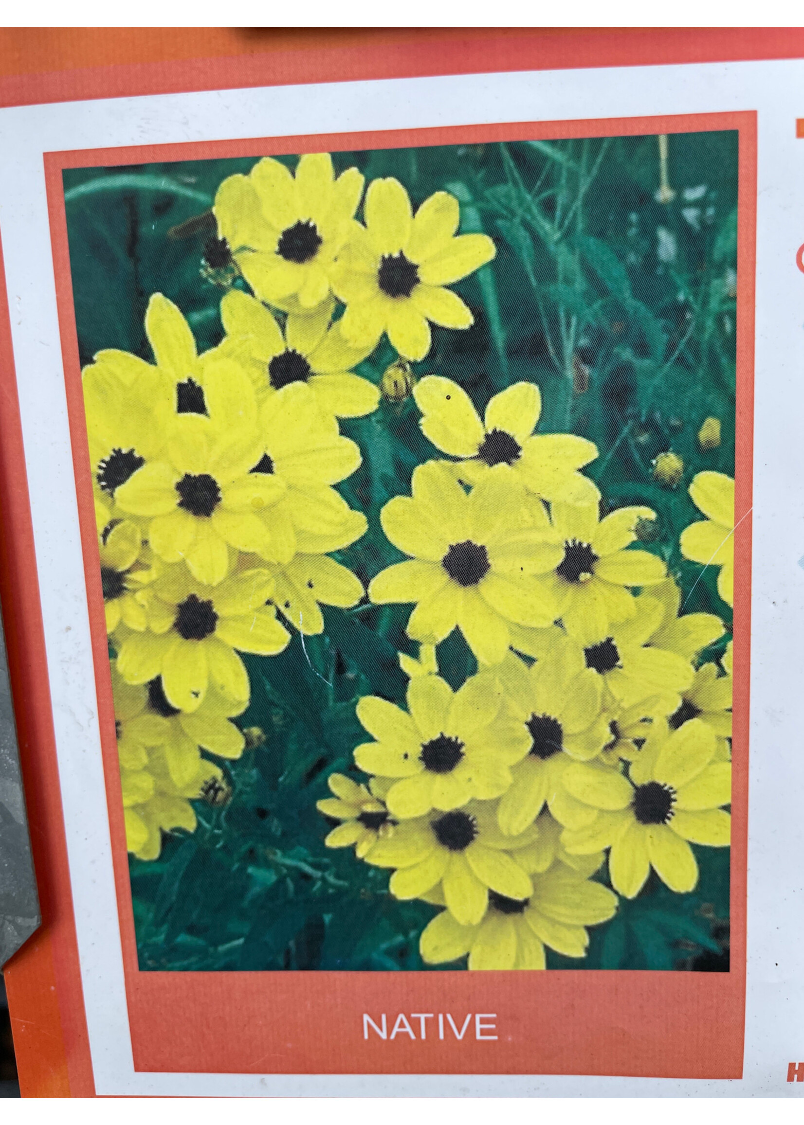 Coreopsis tripteris, Gold Standard #1