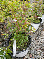 Abelia mosanensis Sweet Emotion Blaze, Abelia #3