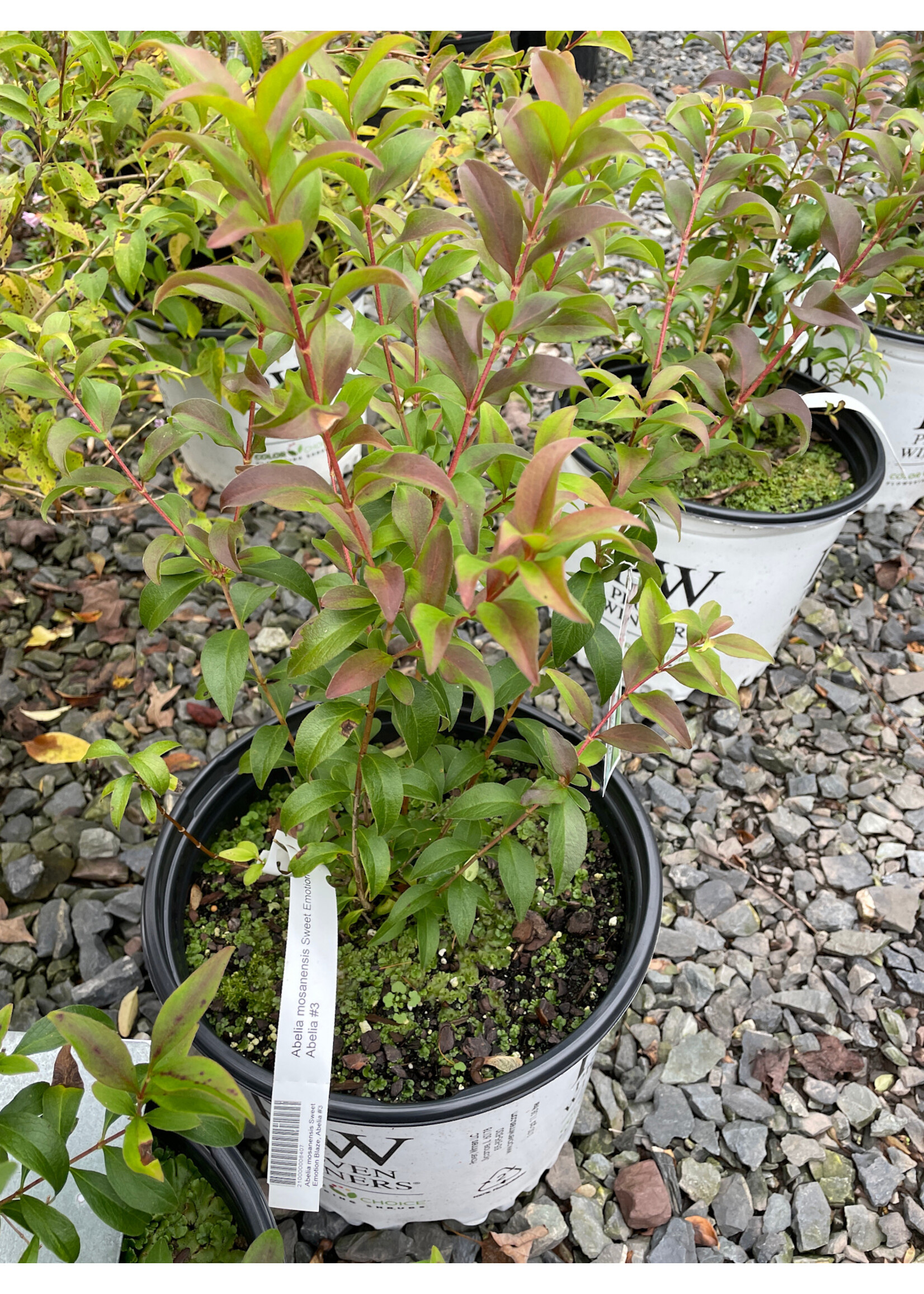 Abelia mosanensis Sweet Emotion Blaze, Abelia #3
