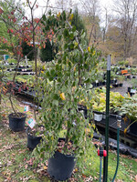 Cercidiphyllum jap. Pendula Katsura Tree - Weeping, #15