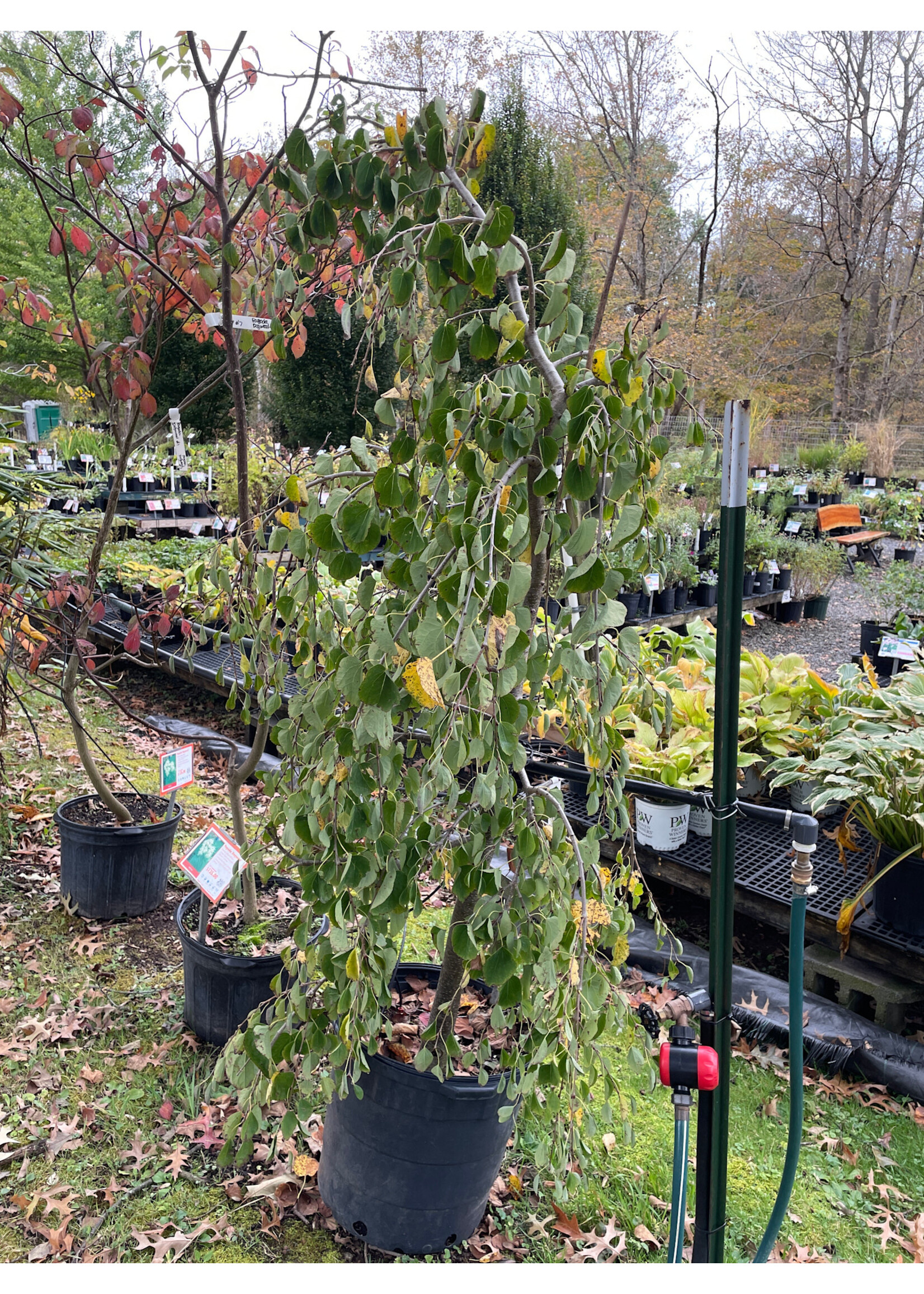 Cercidiphyllum jap. Pendula Katsura Tree - Weeping, #15