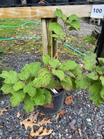 Hydrangea quercifolia Amethyst
