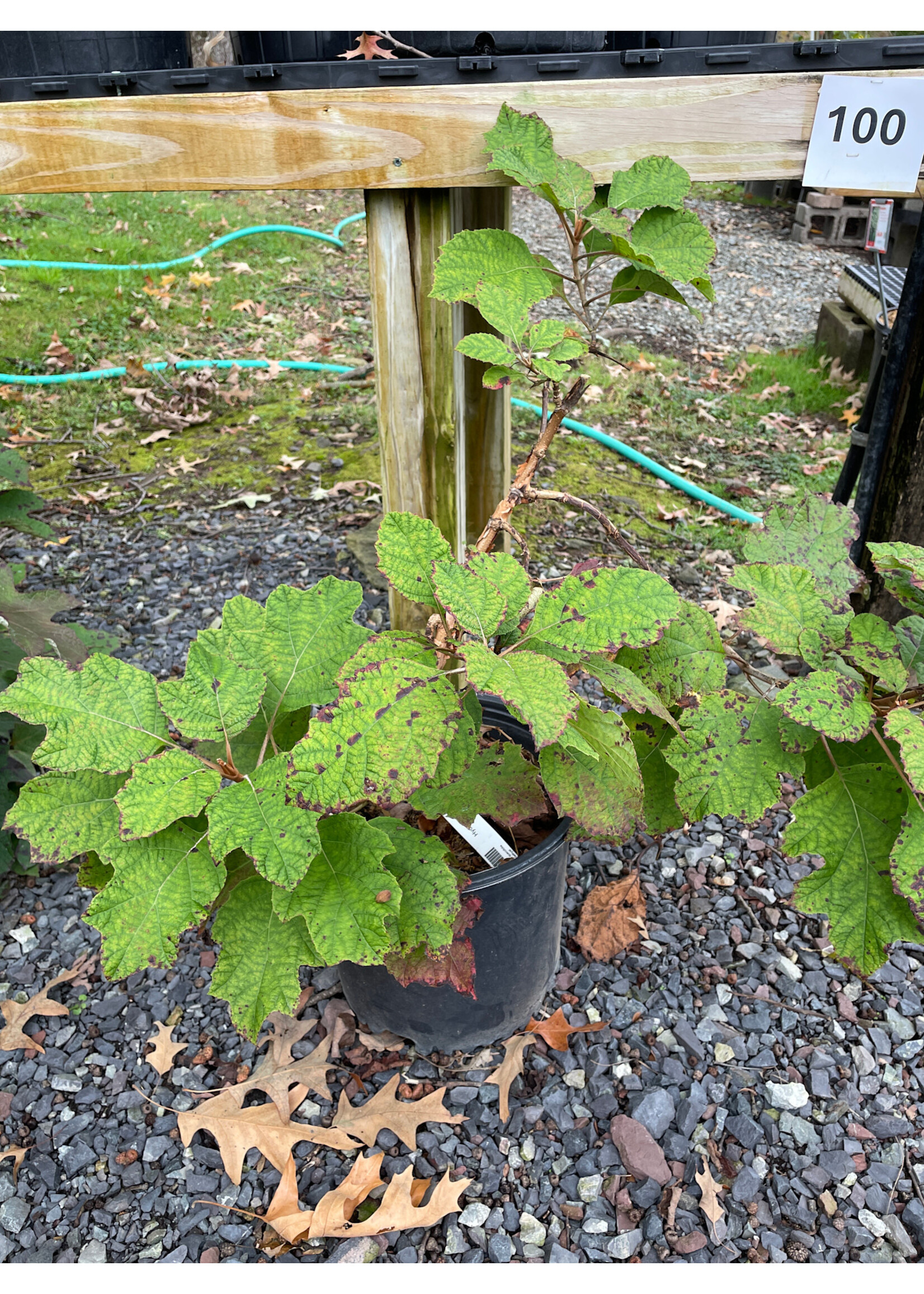Hydrangea quercifolia Amethyst