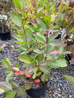 Viburnum nudum, Possumhaw Viburnum #3