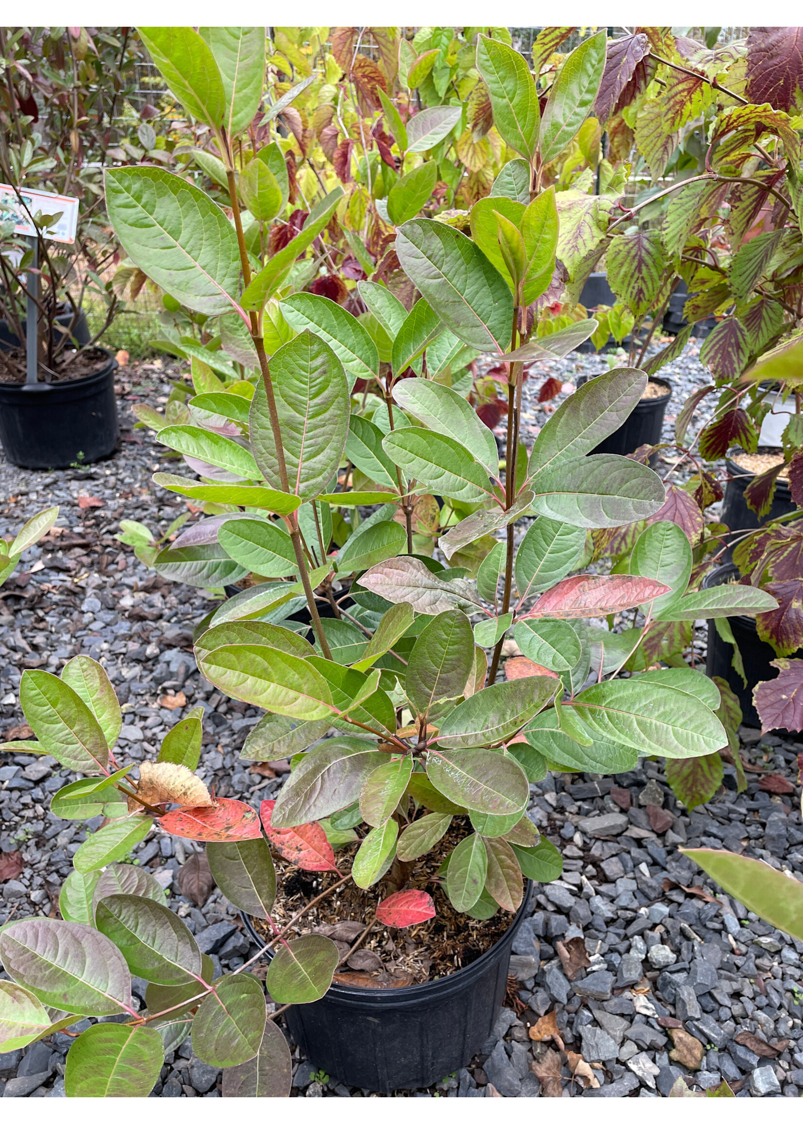 Viburnum nudum, Possumhaw Viburnum #3