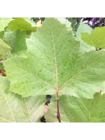 Platanus occidentalis Planetree - American, #3