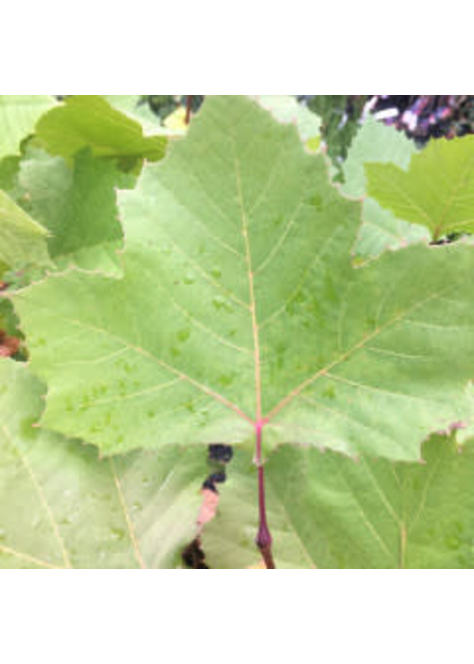 Platanus occidentalis Planetree - American, #3