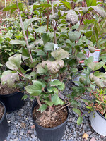 Viburnum trilobum Redwing Viburnum - American Cranberry Bush, Redwing, #3