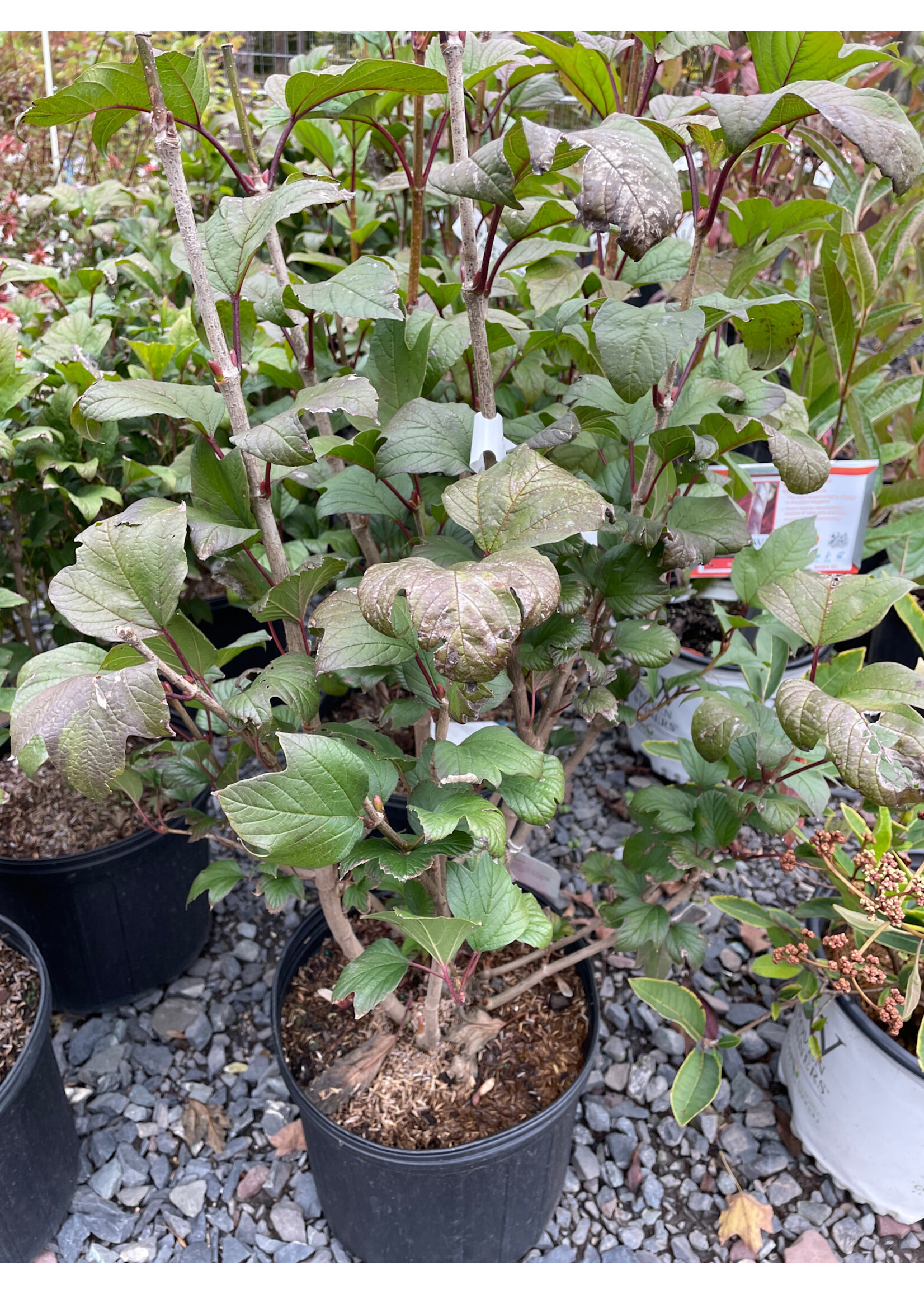 Viburnum trilobum Redwing Viburnum - American Cranberry Bush, Redwing, #3