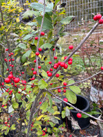 Ilex vert. - female Holly - Winterberry, Female, #5/7