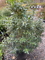 Ilex glabra Compacta Compacta Inkberrry Holly, #3