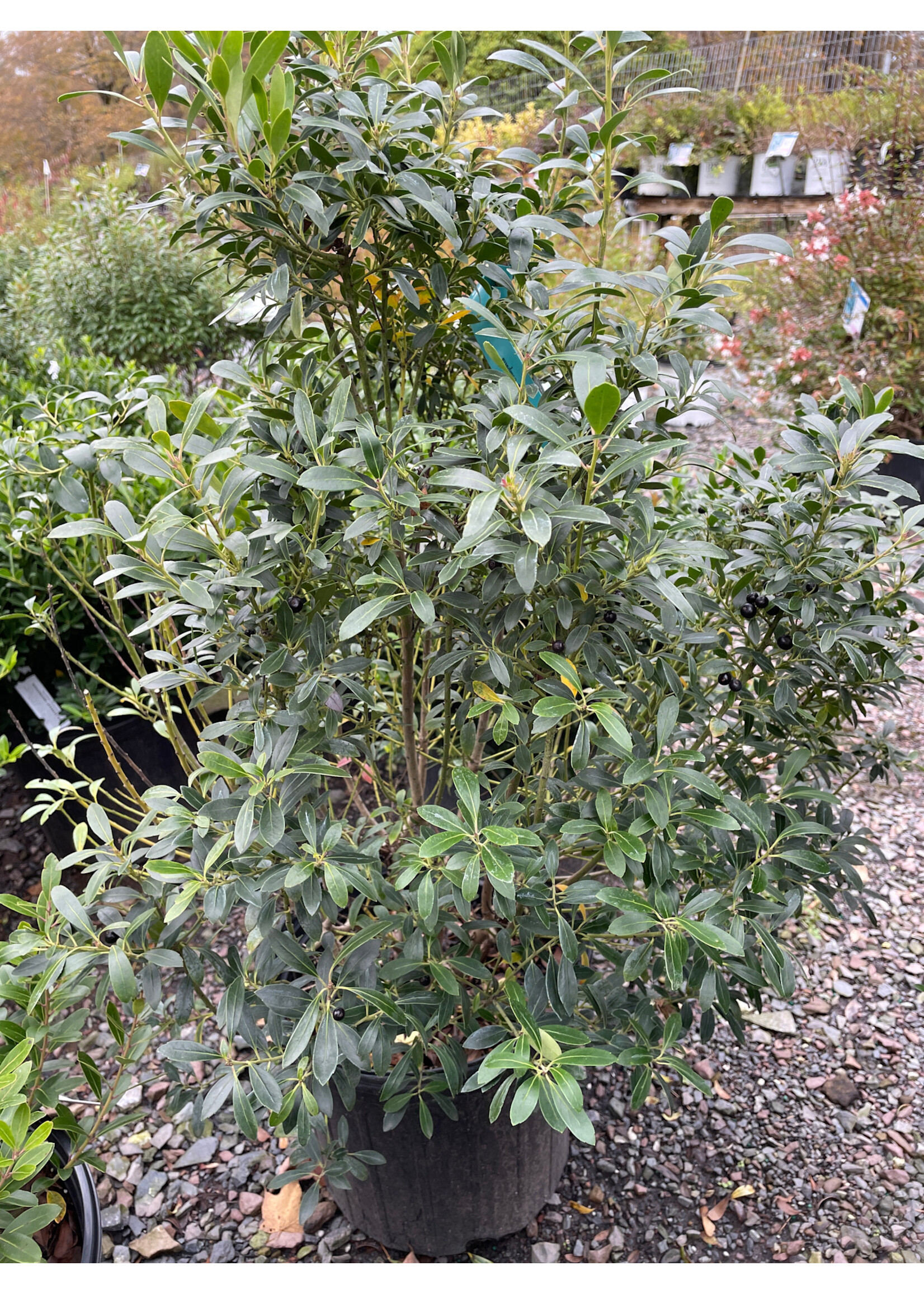 Ilex glabra Compacta Compacta Inkberrry Holly, #3