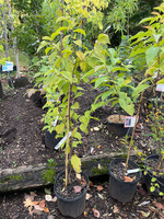 Halesia carolina Silverbell, Carolina, #3