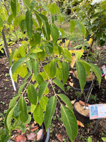 Evodia danielli Evodia - Korean, #7