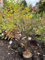 Betula nigra - River birch clump  #7