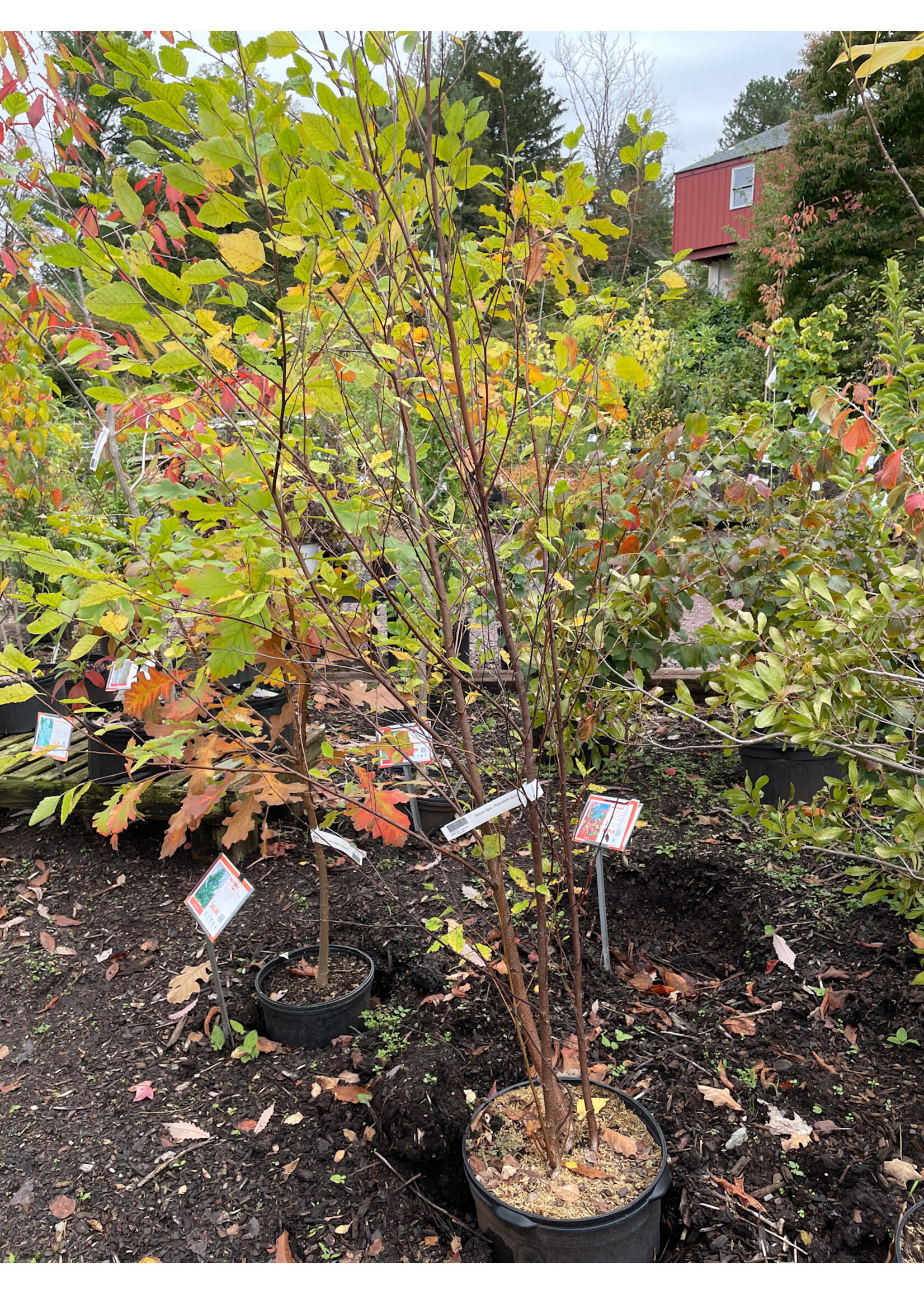 Betula nigra - River birch clump  #7