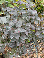 Cotinus coggygria Royal Purple Smokebush, Royal Purple, #5
