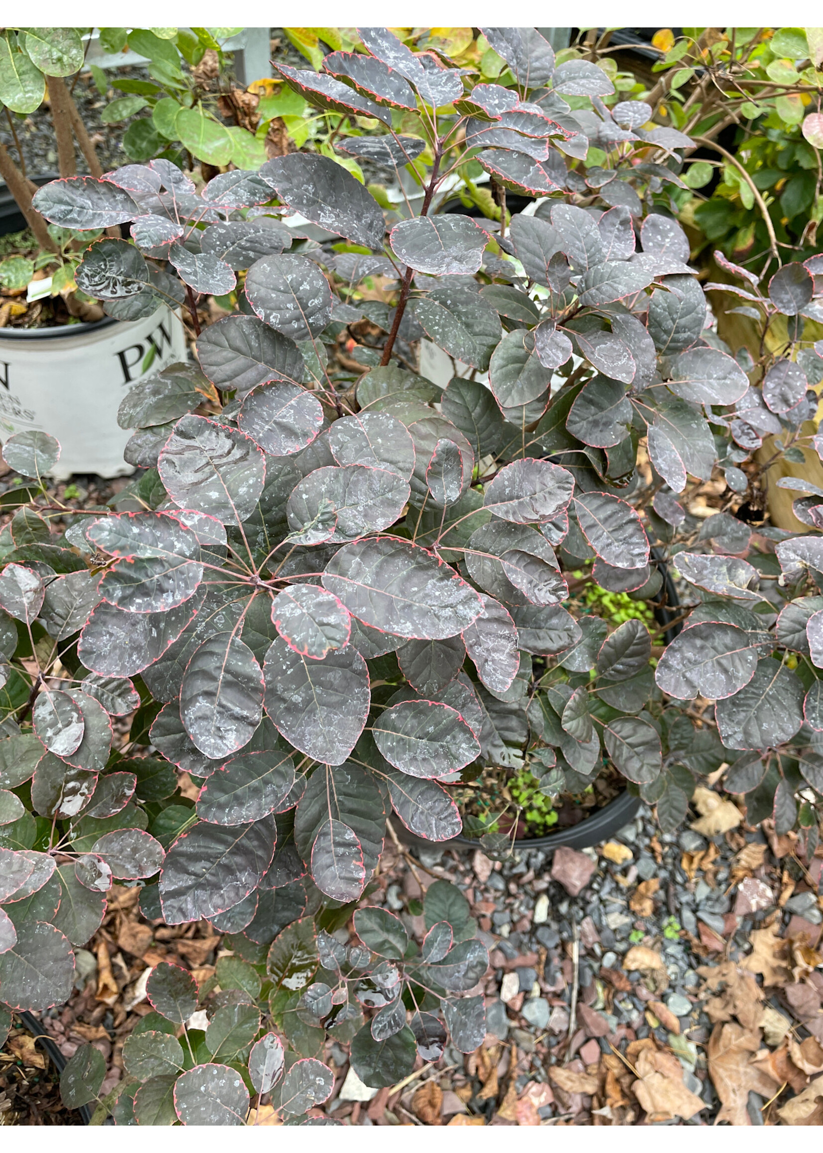 Cotinus coggygria Royal Purple Smokebush, Royal Purple, #5