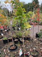 Quercus  warei x alba Birthday Candle, Oak Hybrid #3