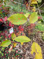 Ulmus americana Jefferson, American Elm #7