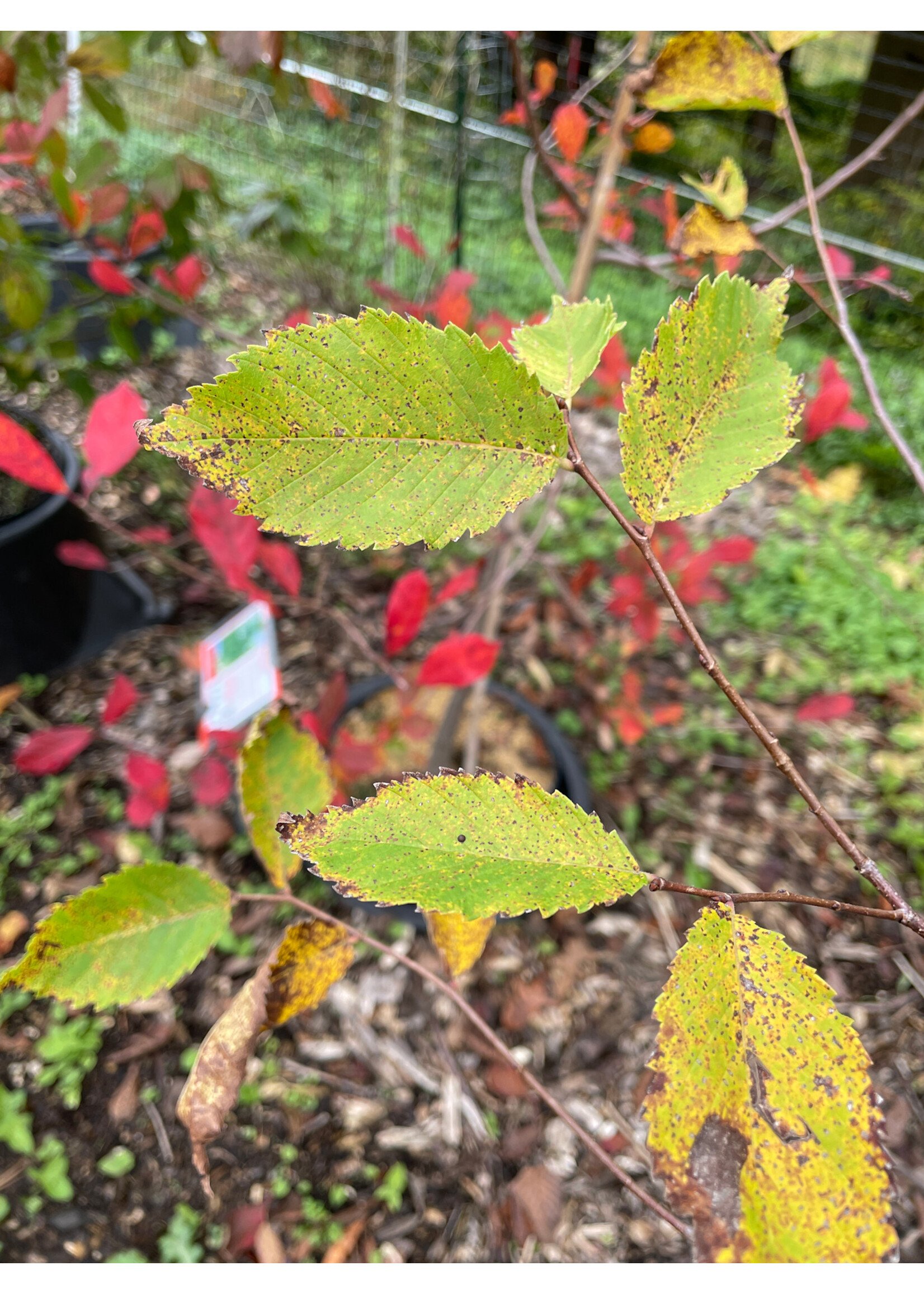 Ulmus americana Jefferson, American Elm #7