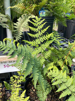 Athyrium felix-femina, Lady fern,
