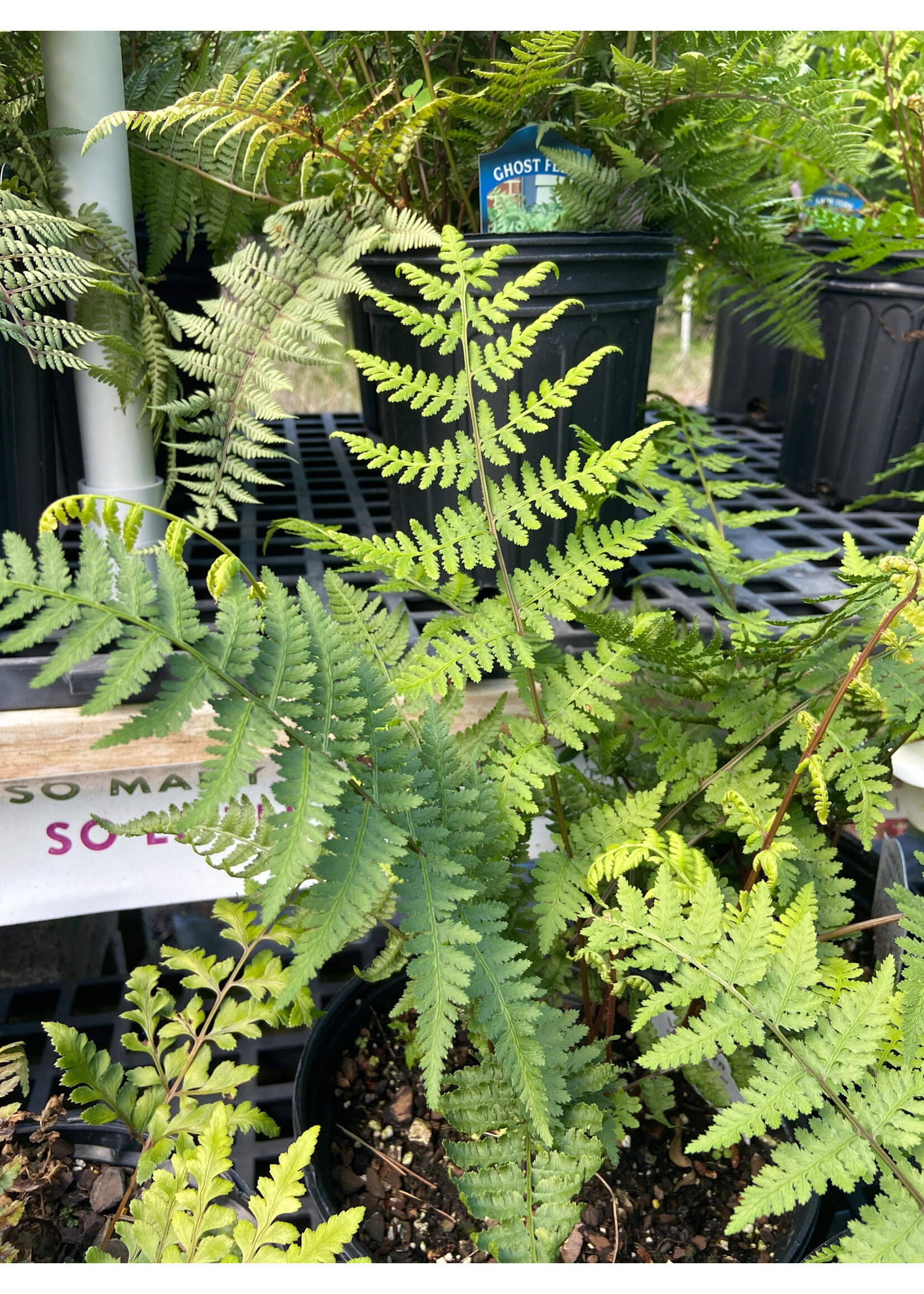 Athyrium felix-femina, Lady fern,