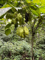 Staphylea trifolia, Bladdernut #3