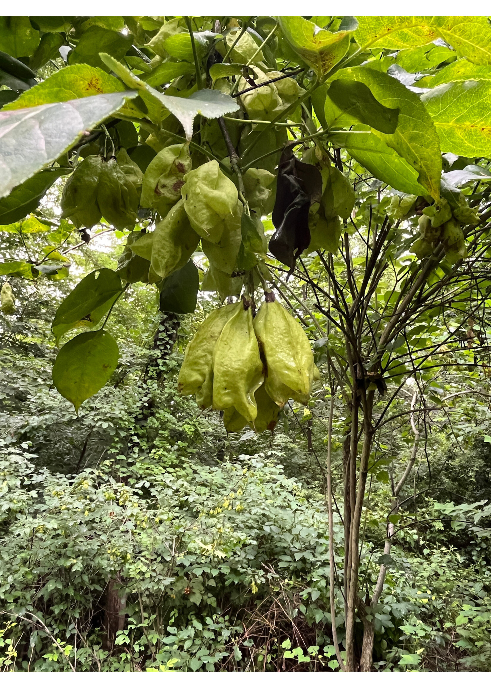 Staphylea trifolia, Bladdernut #3
