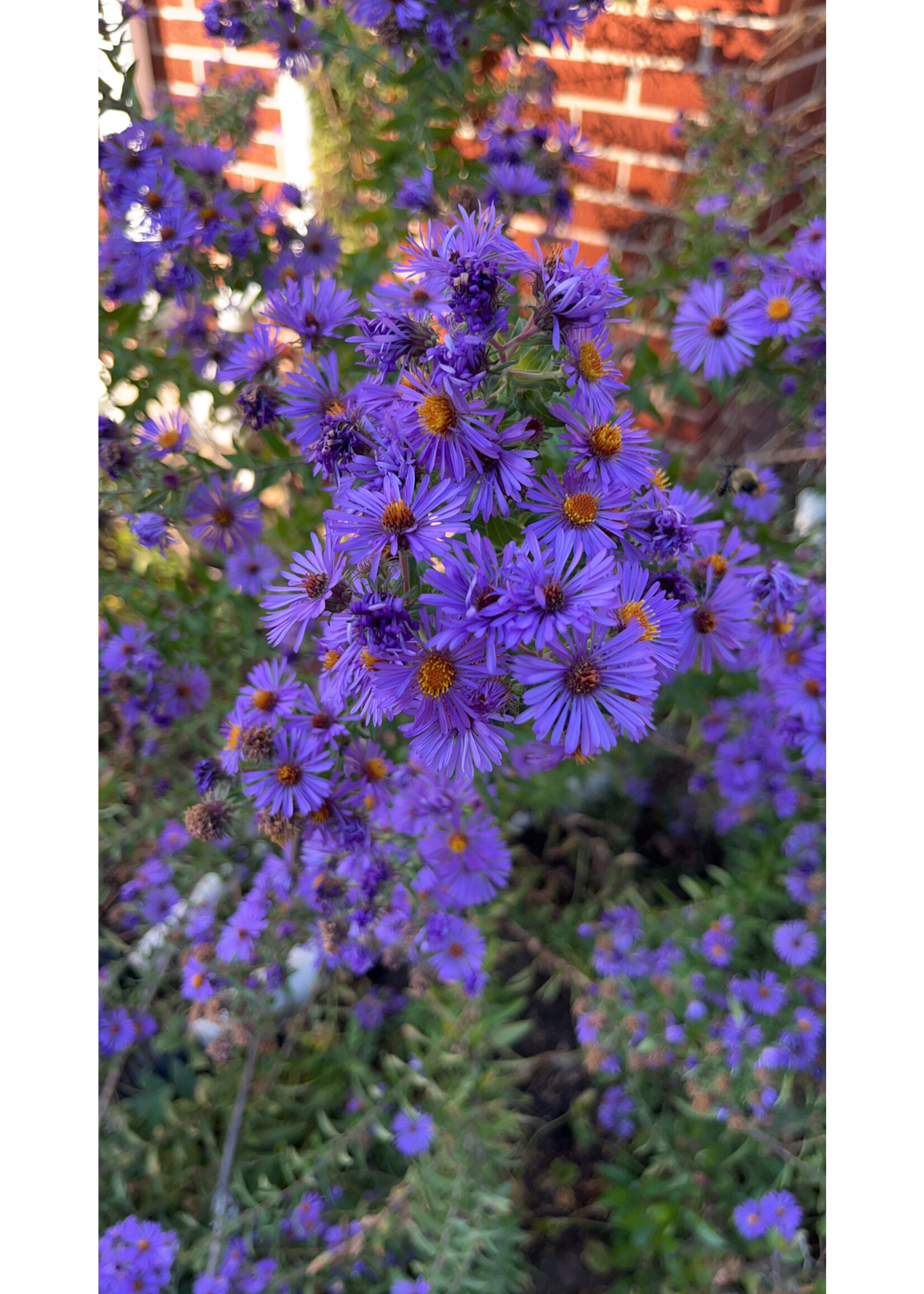 Symphyotrichum (Aster) novae-angliae Aster, New England, #1