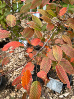 Carpinus caroliniana Fire Belle, American Hornbeam #5