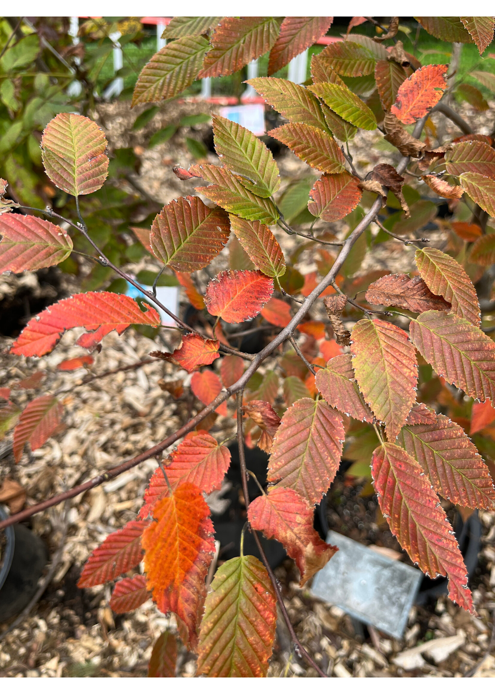 Carpinus caroliniana Fire Belle, American Hornbeam #5