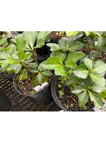 Helleborus x lemperii 'Katie' PPAF, Lenten Rose, #1