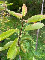 Amelanchier x grandiflora Autumn Brilliance, Serviceberry #3