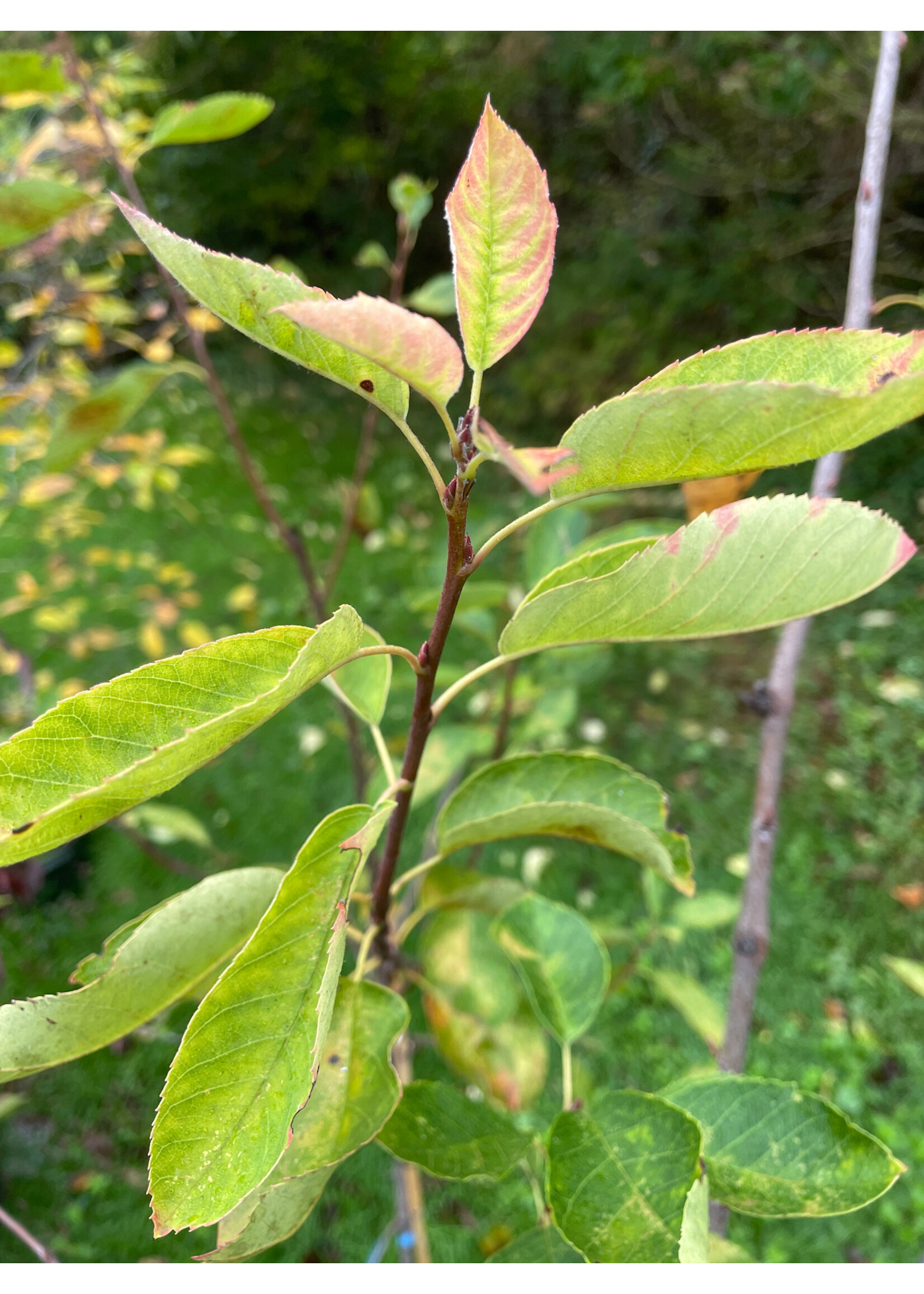 Amelanchier x grandiflora Autumn Brilliance, Serviceberry #3