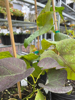 Aristolochia durior, Pipevine #1 container